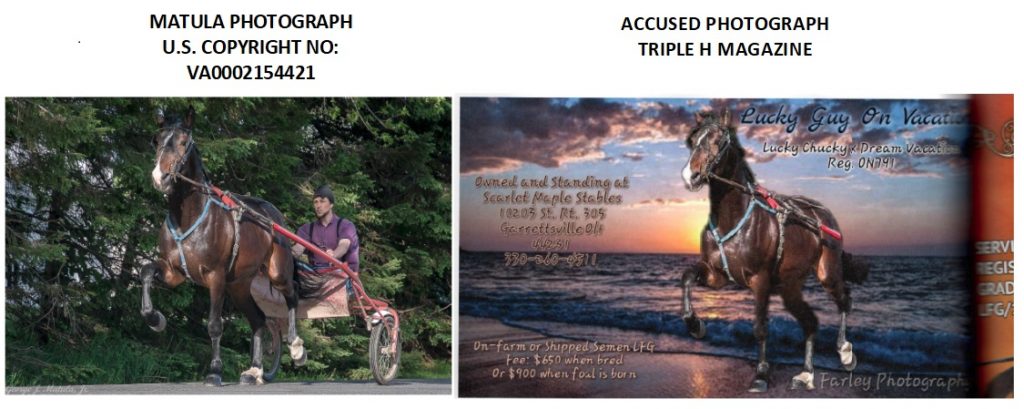 Photographer Seeks Damages for Alleged Copyright Infringement of Horse Photograph